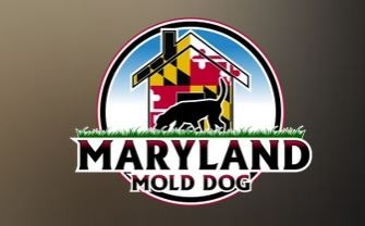 mold inspection services